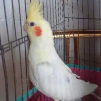 جفت عروس دستی