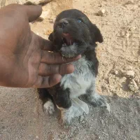 توله سگ های پاکوتاه دو تا ماده|سگ|مراغه, |دیوار