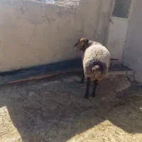 قوچ همو