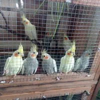 عروس هلندی سالم و جوان|پرنده|رودسر, |دیوار