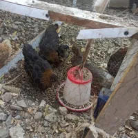 فروش چند عدد نیمچه و جوجه گلپایگانی