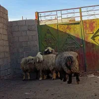 ۵راس شیشک میش بختیاری|حیوانات مزرعه|شیراز, محمدیه|دیوار