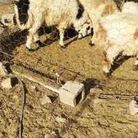 فروش بره نر پرواری سوز وملحه