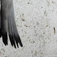پرنده گمشده
