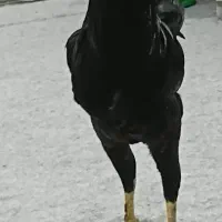 مرغ و خروس