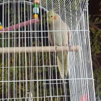 عروس هلندی|پرنده|تهران, امیریه|دیوار