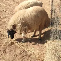 میش درجه یک