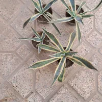 کاکتوس اگاو