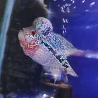 فلاور هد دار خوب سالم، آروانا