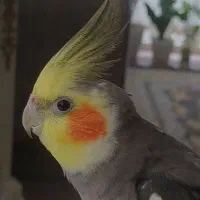 جفت|پرنده|لاهیجان, بازکیاگوراب|دیوار