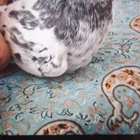 ماده کله دم سبز .گوره کاکلی ..
