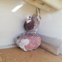 کبوتر ماده