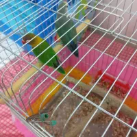 کوتوله با تخم