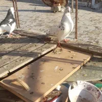 جفت|پرنده|محمدیار, |دیوار