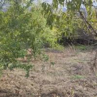 زمین باغی