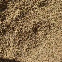 زیره|خوردنی و آشامیدنی|اسفراین, |دیوار