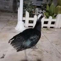 اردک اسرائیلی....|حیوانات مزرعه|بهشهر, |دیوار