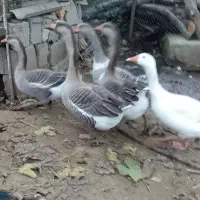 قو غاز محلی