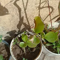 گلها|گل و گیاه طبیعی|میانه, |دیوار