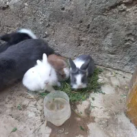 خرگوش لوپی زیبا|موش و خرگوش|زاهدان, |دیوار