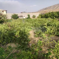 باغ انجیر نو نهال|فروش زمین و ملک کلنگی|شیراز, گلکوب|دیوار