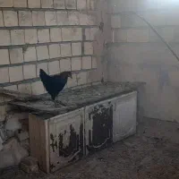 مرغ و خروس و کبوتر ب صورت یکجا