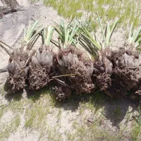 فسیل گلوته|گل و گیاه طبیعی|کهنوج, |دیوار