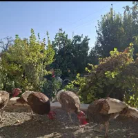 بوقلمون چهارعددنرهستن نژاد بربون