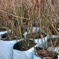 فروش ویژه نهال بلوبری گلدانی