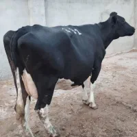 فروش دو عدد گاو
