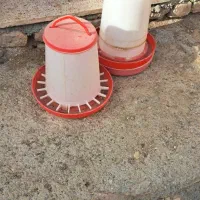 دان خوری مرغ