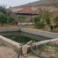 فروش فوری ماهی گلی بزرگ و ماهی خوراکی