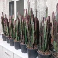 فروش ویژه کاکتوس افوربیا گل های آپارتمانی