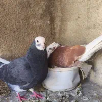 6جفت کبوتراصل پرشی یکجا فروشی