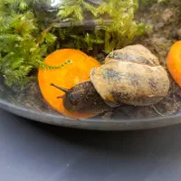 حلزون  Garden snail|خزنده|تهران, صفا|دیوار