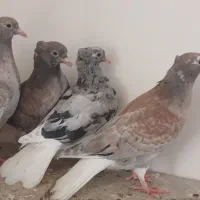 کبوتر فروشی جوجه هفت رنگ دمسفید