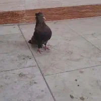 کوت عبدااله