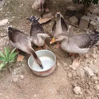 غاز ۵  ماهه
