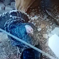 بوقلمون نر|حیوانات مزرعه|قوچان, |دیوار