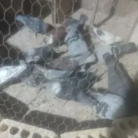 کفتر پلاکی