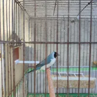 ی جفت فنچ گلدین قیمت ۳۲۰۰