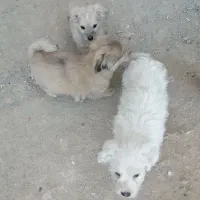 توله سگ|سگ|آبسرد, |دیوار