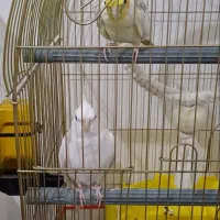 جفت عروس هلندی با 5جوجه