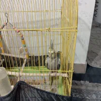 عروس هلندی ماده|پرنده|رباطکریم, مسکن مهر آبشناسان|دیوار