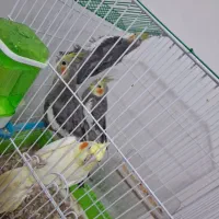 عروس هلندی|پرنده|خرمشهر, |دیوار