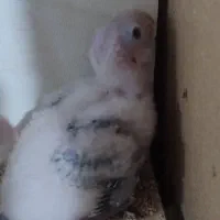 جوجه گرینچیک.عروس هلندی.مرغ عشق.|پرنده|گلبهار, شهر جدید گلبهار|دیوار