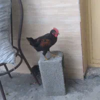 فروش جوجه