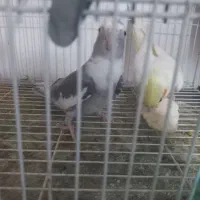 عروس هلندی با تخم وجوجه