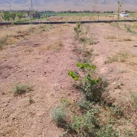 فروش زمین ۱۱۳۰ متری در آذر (نکویی)|فروش زمین و ملک کلنگی|قم, آذر (نکویی)|دیوار