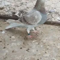 غوره ای پلاکی ناب|پرنده|برازجان, |دیوار